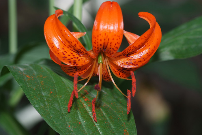 털중나리 - Lilium amabile