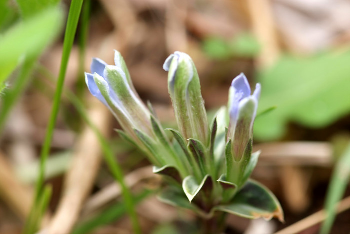 용담 - Gentiana scabra Bunge for. scabra
