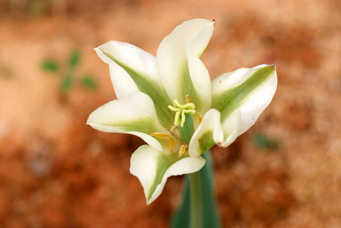 튤립 - Tulip, Tulipa gesneriana
