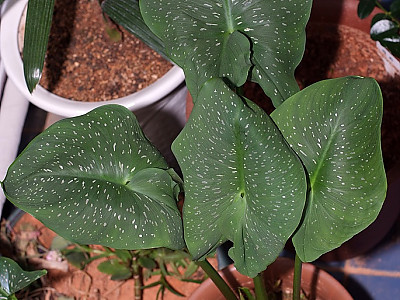 칼라 사진 - Zantedeschia aethiopica Photos