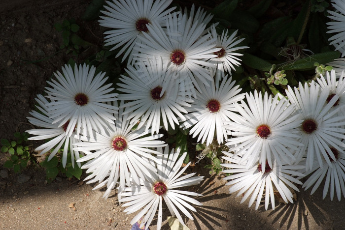 리빙스턴데이지 - Livingstone daisy