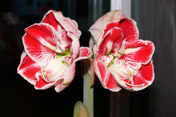 아마릴리스 - amaryllis, Hippeastrum puniceum (Lam.) Voss