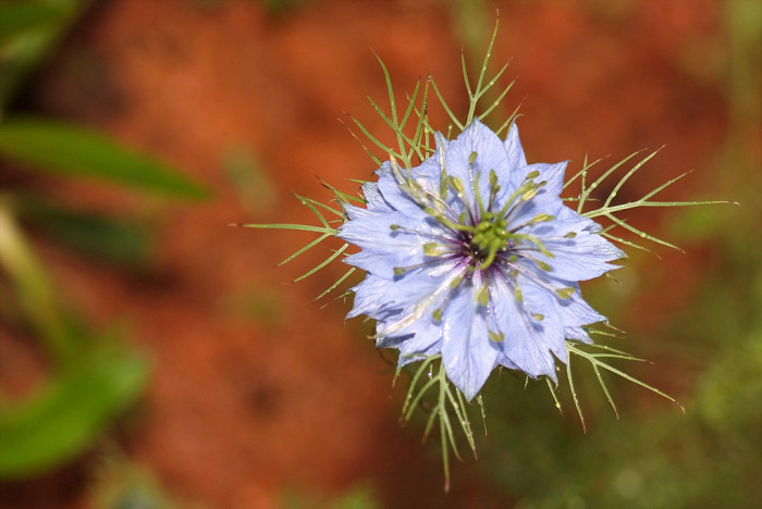 니켈라 - ragged lady, devil in the bush, Nigella damascena