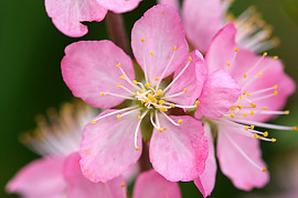 이스라지 - Prunus japonica var. nakaii