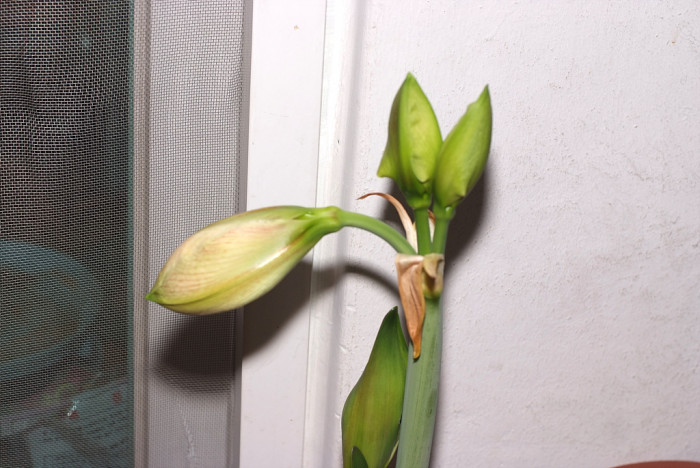 아마릴리스 - amaryllis, Hippeastrum puniceum (Lam.) Voss