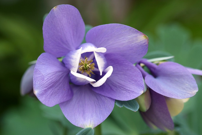 하늘매발톱 - shape columbine, Aquilegia flabellata Siebold & Zucc. var. pumila (Huth) Kudo