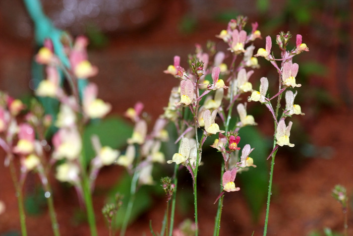 리나리아 - Clovenlip Toadflax, Linaria bipartita