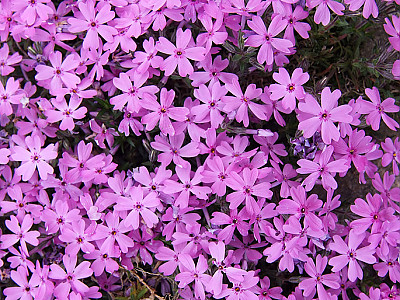지면패랭이꽃 사진 - Phlox subulata L. Photos