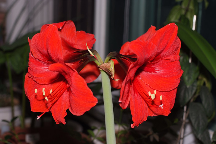 아마릴리스 - amaryllis, Hippeastrum puniceum (Lam.) Voss