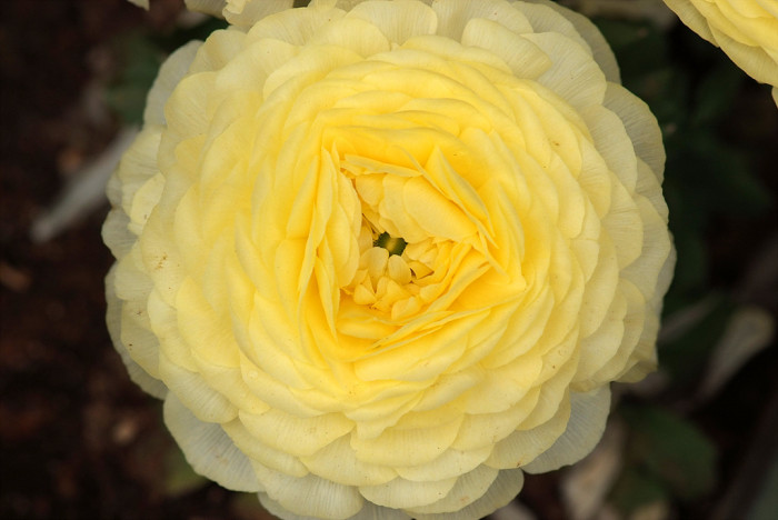 라넌큘러스 - Ranunculus asiaticus