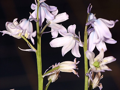 쉴라 사진 - Scilla spp. Photos