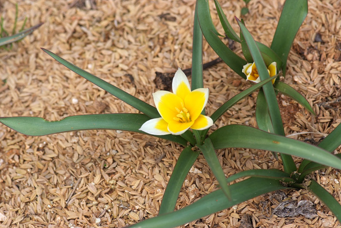 튤립 - Tulip, Tulipa gesneriana