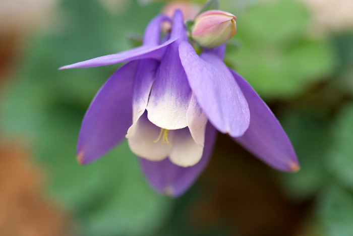 하늘매발톱 - shape columbine, Aquilegia flabellata Siebold & Zucc. var. pumila (Huth) Kudo