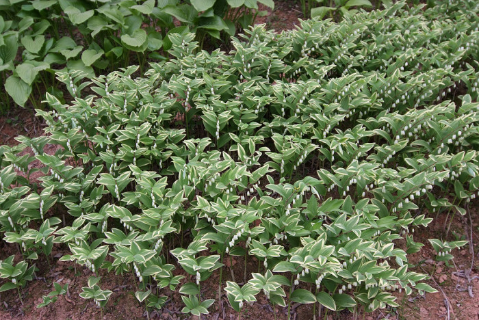 무늬둥글레 - 무늬둥글레, Polygonatum odoratum