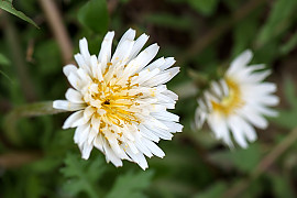 흰민들레 - Taraxacum coreanum Nakai