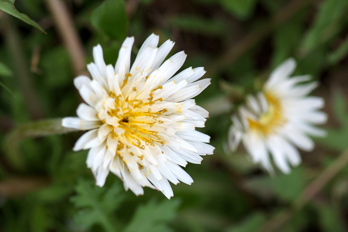 흰민들레 - Taraxacum coreanum Nakai