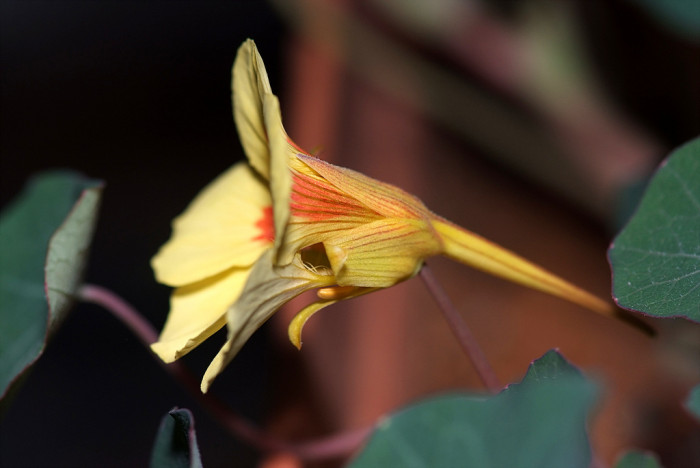 한련 - Garden nasturtium, Tropaeolum majus L.