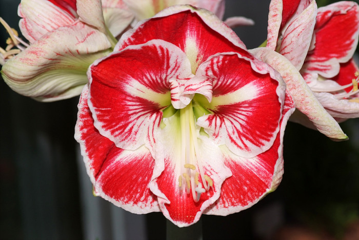 아마릴리스 - amaryllis, Hippeastrum puniceum (Lam.) Voss