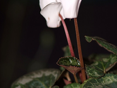 시클라멘 사진 - Cyclamen persicum Photos