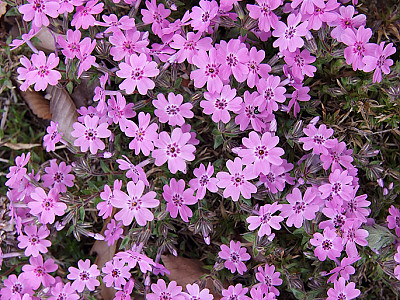 지면패랭이꽃 사진 - Phlox subulata L. Photos