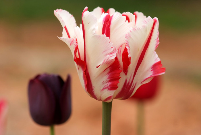 튤립 - Tulip, Tulipa gesneriana