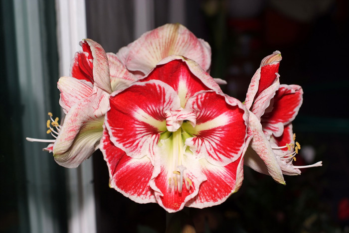 아마릴리스 - amaryllis, Hippeastrum puniceum (Lam.) Voss
