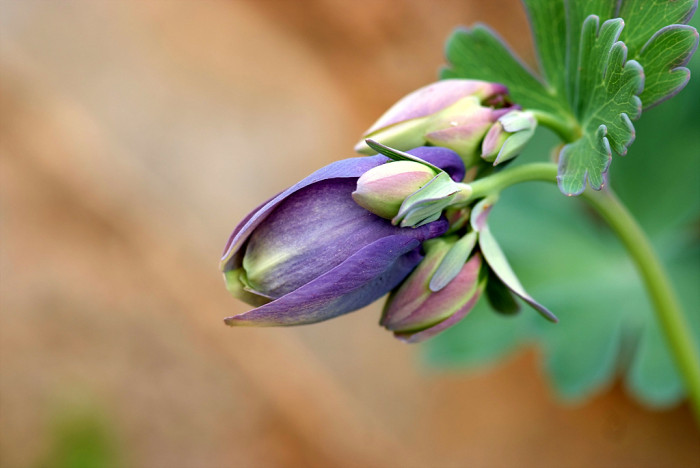 하늘매발톱 - shape columbine, Aquilegia flabellata Siebold & Zucc. var. pumila (Huth) Kudo