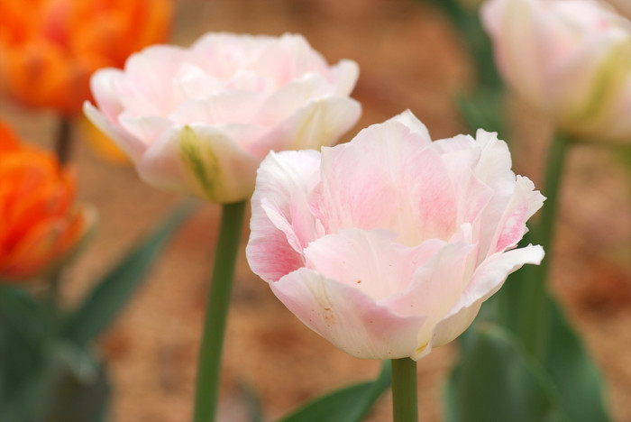 튤립 - Tulip, Tulipa gesneriana