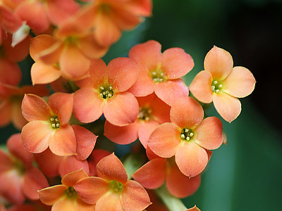 카랑코에 사진 - Kalanchoe blossfeldiana Photos