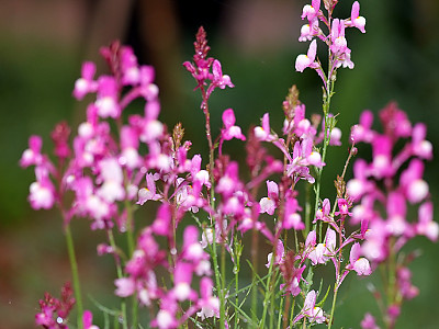 리나리아 사진 - Linaria bipartita Photos