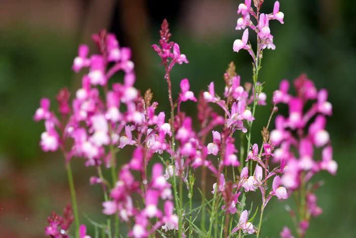리나리아 - Clovenlip Toadflax, Linaria bipartita