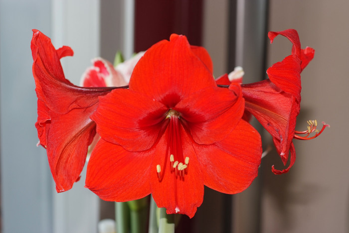 아마릴리스 - amaryllis, Hippeastrum puniceum (Lam.) Voss