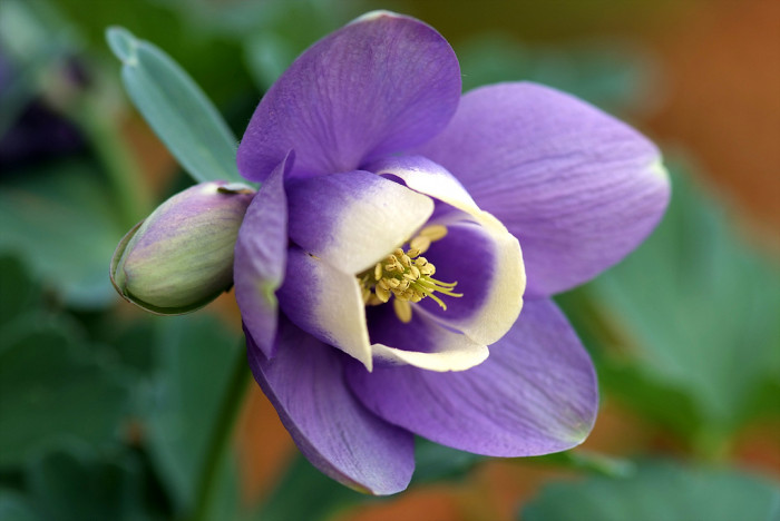 하늘매발톱 - shape columbine, Aquilegia flabellata Siebold & Zucc. var. pumila (Huth) Kudo