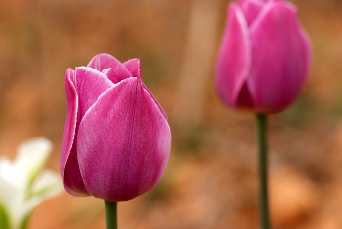 튤립 - Tulip, Tulipa gesneriana