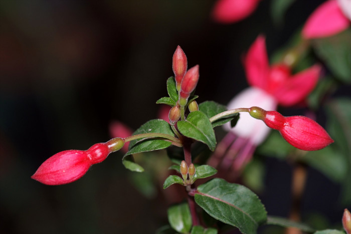 후쿠시아 - Common garden fuchsia, Fuchsia spp.