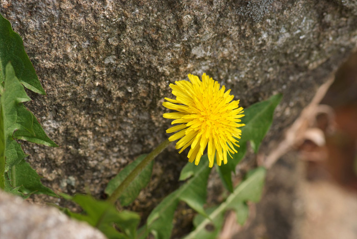 민들레 - dandelion, Taraxacum mongolicum