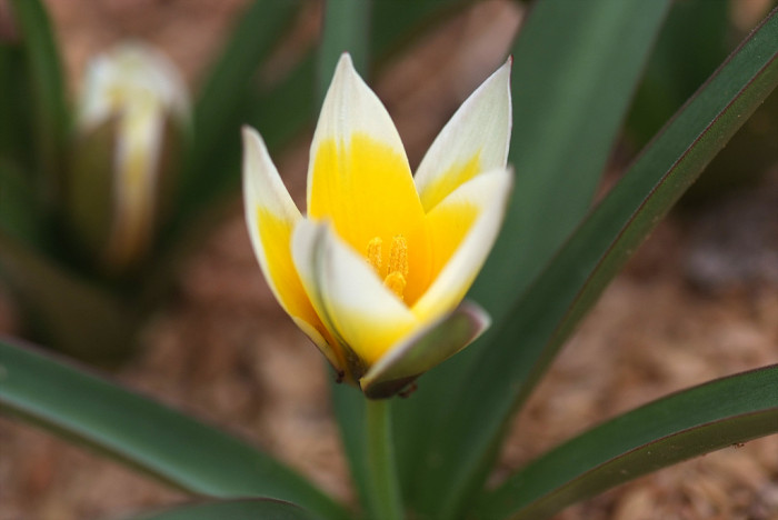 튤립 - Tulip, Tulipa gesneriana