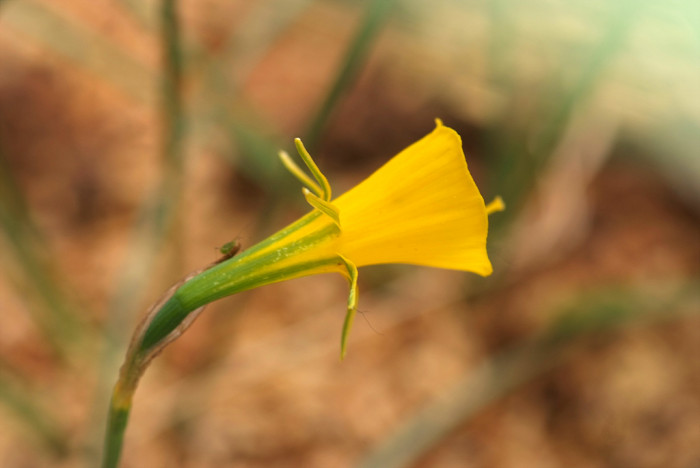 수선화 - daffodil, Narcissus tazetta var. chinensis