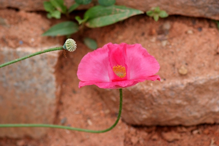 개양귀비 - Field Poppy, Papaver rhoeas L.