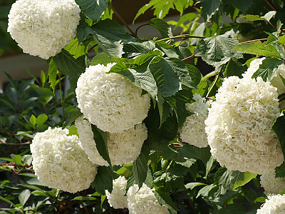 나무수국 사진 - Hydrangea paniculata Siebold for. paniculata Photos