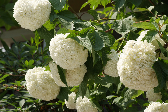 나무수국 - 스노우볼, Hydrangea paniculata Siebold for. paniculata
