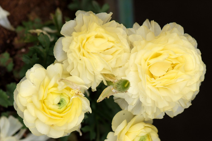 라넌큘러스 - Ranunculus asiaticus