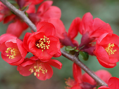 명자나무 사진 - Chaenomeles japonica (Thunb.) Lindl. ex Spach Photos