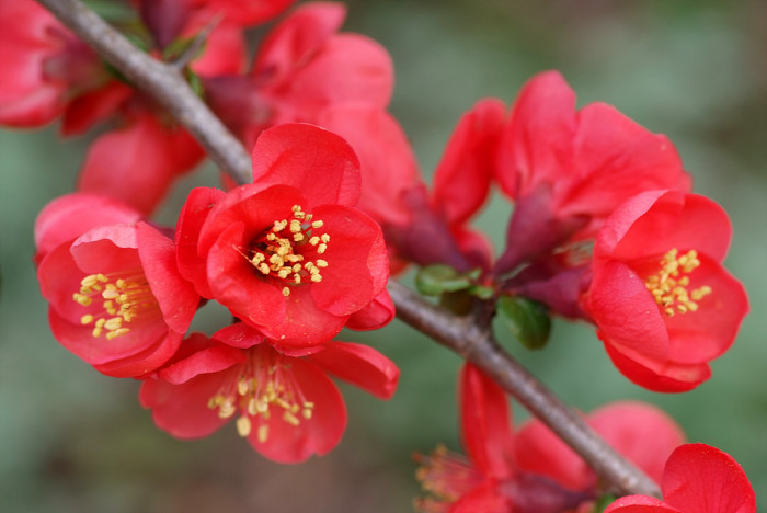 명자나무 -  Chaenomeles speciosa, Chaenomeles japonica (Thunb.) Lindl. ex Spach