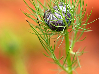 니켈라 사진 - Nigella damascena Photos