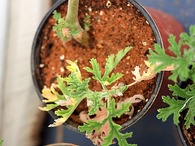 로즈제라늄 사진 - Pelargonium graveolens Photos