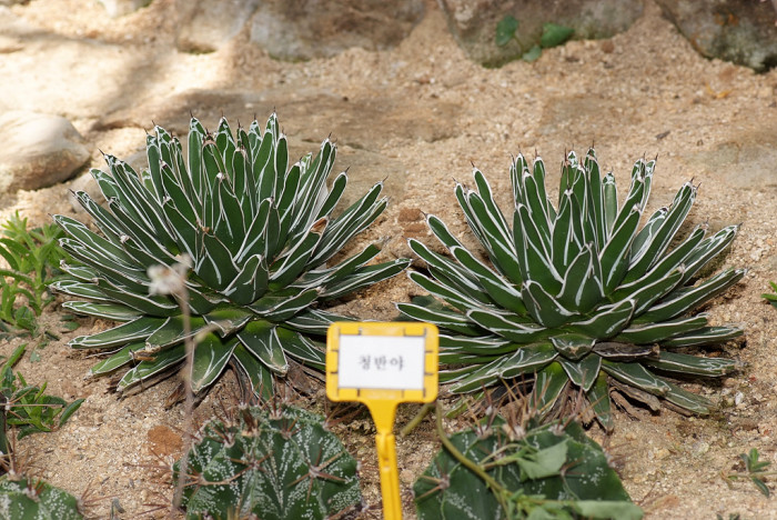 청반야