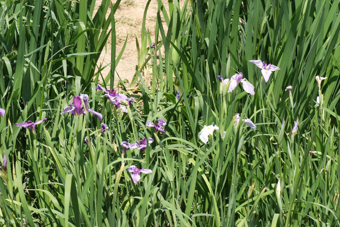 붓꽃 - Iris sanguinea