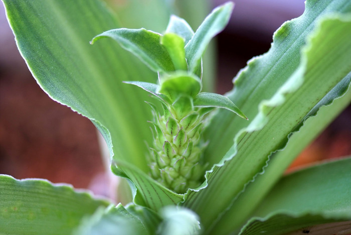 파인애플릴리 - Pineapple Lily, pineapple flowers, Eucomis