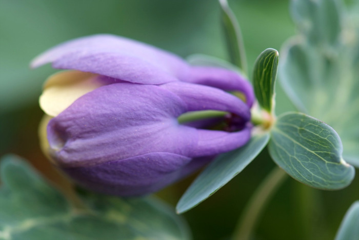 하늘매발톱 - shape columbine, Aquilegia flabellata Siebold & Zucc. var. pumila (Huth) Kudo